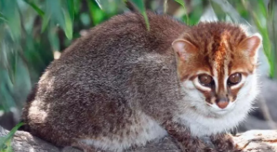 Fauna selvatica in via di estinzione: il misterioso gatto dalla testa piatta 'riappare' in Thailandia