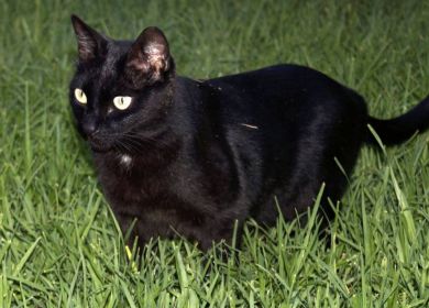 gatto