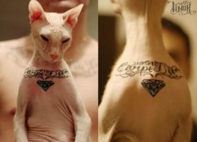 gatto tatuato