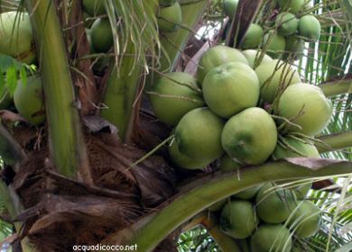 noci di cocco