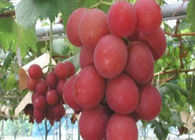 grappolo uva giapponese