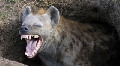 Animali e turismo, uomo ucciso in un sospetto attacco di animali selvatici vicino al lago Naivasha in Kenya