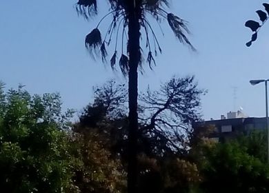 lecce palma incendiata