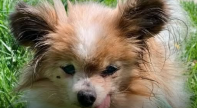 Lazzaro, il cane più vecchio del mondo è morto all'età di 30 anni