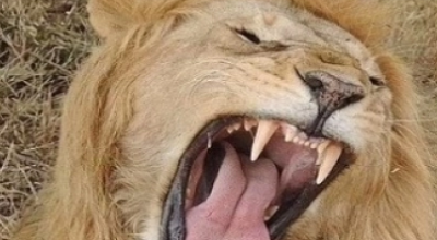 Leone fugge da un parco divertimenti e aggredisce un agricoltore