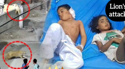 Terrore in Pakistan, leone domestico scappa in strada e attacca mamma e figli – Il video