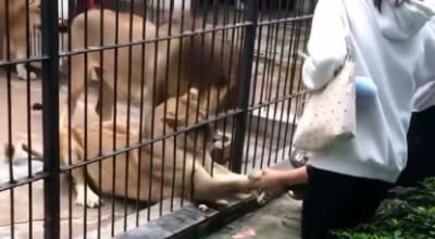 Leonessa in gabbia aggancia con la zampa da dietro le sbarre una bambina di 10 anni – Il video 