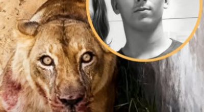 Orrore allo zoo: uomo si cala nella gabbia di una leonessa che lo sbrana – Il Video