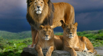 Dieci leoni muoiono in una riserva naturale in Tanzania per un sospetto avvelenamento