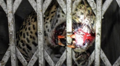 India, donna anziana sbranata da un leopardo vicino alla diga di Sholayar