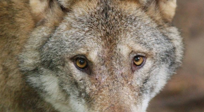 Un lupo selvatico ha attaccato una donna ad Amburgo: questo è il primo caso in Germania da decenni