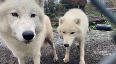 Germania, bambina di 8 anni gravemente ferita dall'attacco di un lupo artico in un parco faunistico