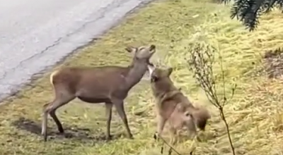 Giovane cervo scappa dal lupo e si rifugia nel recinto di un’abitazione – Il video dell’attacco con la dinamica predatore-preda