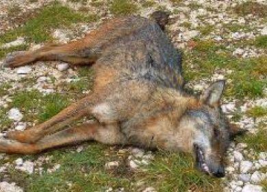 lupo ucciso