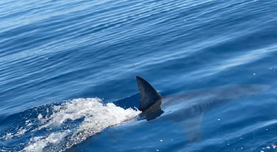 Squalo mako cattura il pesce spada all’amo del pescatore nel Mar Tirreno – Il video