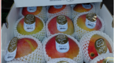 Residui di pesticidi nel Mango varietà Kent dei F.lli Orsero