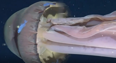 Avvistamento eccezionale di una rarissima medusa grande quanto uno scuolabus – Il video