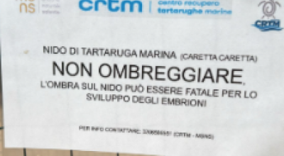 Lido Marini - Ugento, Costa del Sud Salento: record di nidi di tartarughe marine caretta caretta