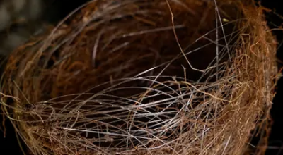 In Ucraina gli uccelli stanno costruendo nidi con cavi in ​​fibra ottica da resti di droni da combattimento