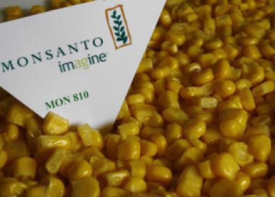 ogm monsanto