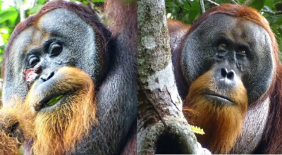 Orangutan ferito visto usare la pianta come medicina