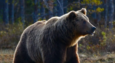 Crudeltà verso gli animali: hanno sparato e ucciso una mamma orsa con il suo cucciolo sulla National Highway in Grecia