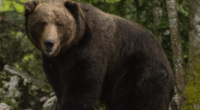 Orrore in Russia: un orso fa a pezzi il padre di un famoso atleta