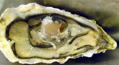 Allarme in Louisiana: due persone sono morte a causa di un’infezione da Vibrio vulnificus, noto come “batterio mangiacarne” dopo aver mangiato ostriche