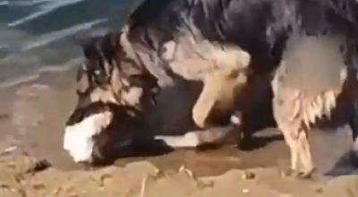 Il pastore tedesco salva in extremis l'agnello dall'annegamento – Il video