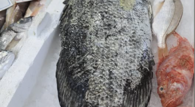 Specie aliene del mare, a Gallipoli pescato un pesce tropicale rarissimo