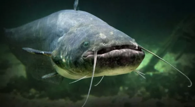 Pesce gatto di 90 chili come squalo ferisce i bagnanti