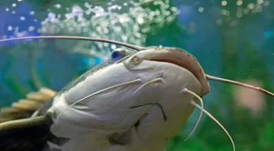 Incubo in un lago bavarese per un altro attacco di un pesce gatto gigante