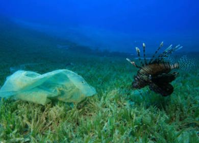 pesce e busta di plastica