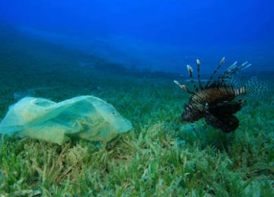 pesce e busta di plastica