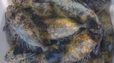 Specie aliene del mare, a Gallipoli catturati diversi pesci coniglio
