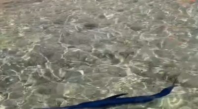 Un piccolo pesce spada nuota a riva tra i bagnanti a Campomarino di Maruggio in provincia di Taranto