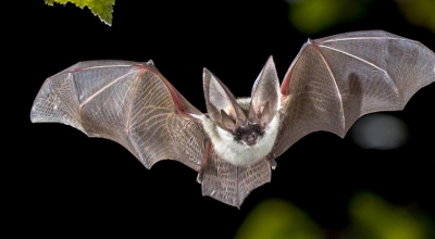 Identificati due nuovi virus dei pipistrelli che potrebbero rappresentare una minaccia pandemica