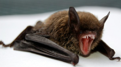 Allarme rabbia a Los Angeles: record di pipistrelli infetti e primo caso in un procione dal 1973