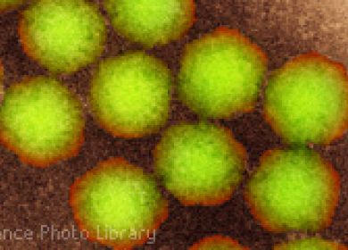 polio