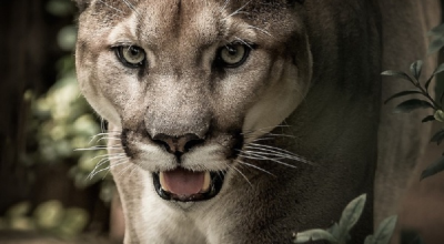 Attacco a Malibu, puma ferisce una ragazza di 11 anni