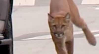 Shock a San Francisco: puma terrorizza la città – Video
