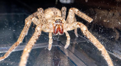 Una specie di ragno velenoso dal nome inquietante si sta diffondendo in Italia