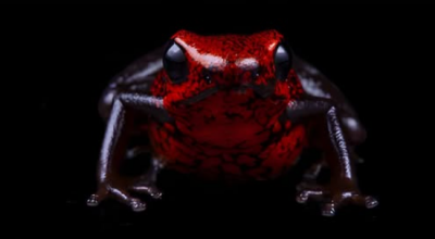 Scoperta in Ecuador una nuova specie di rana minuscola: la scienza presenta l’Excidobates perplexus