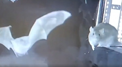 Ratti filmati mentre mangiano pipistrelli: un nuovo rischio pandemico?