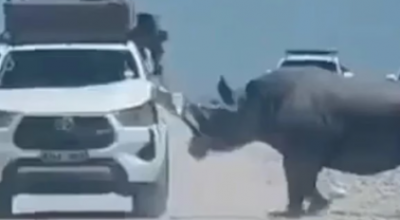 Momenti di terrore in Namibia: rinoceronte nero attacca l’auto di turisti durante un safari