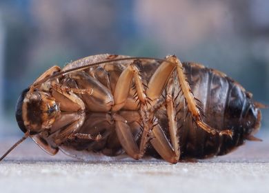 scarafaggio