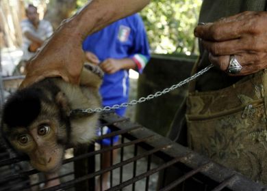 scimmia macaco schiavizzata