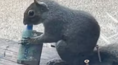 Uno scoiattolo è stato filmato mentre svapava tenendo la sigaretta elettronica tra le zampe