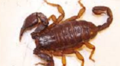 Choc a Lecce: nel centro storico spunta uno scorpione dagli scavi dell’anfiteatro