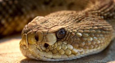 Una bambina di due anni dovrà affrontare una lunga convalescenza dopo essere stata morsa da un serpente a sonagli in Colorado